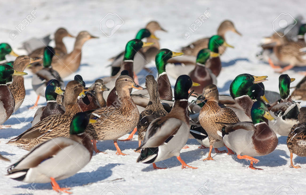 Grosse Herde Von Enten Auf Dem Schnee Lizenzfreie Fotos Bilder Und Stock Fotografie Image 50853492