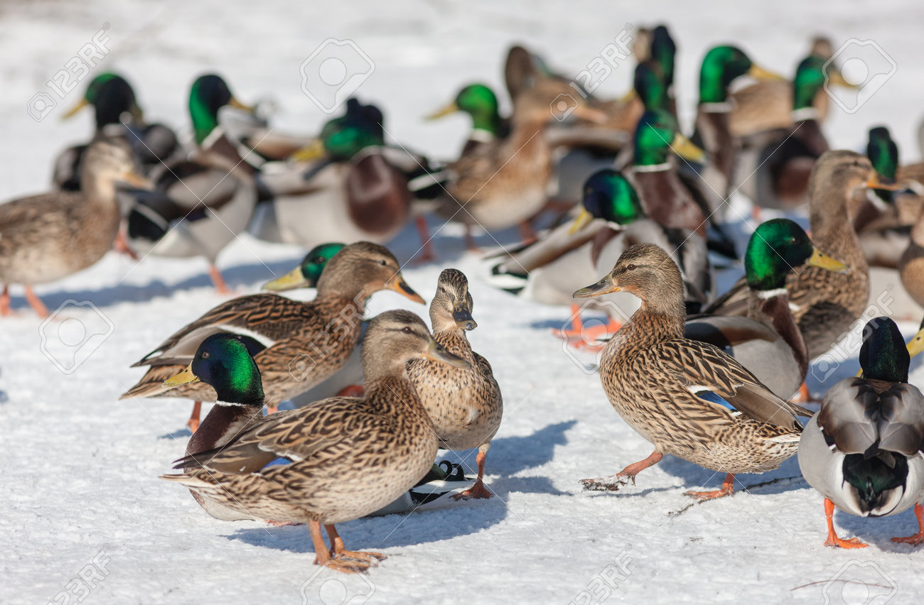 Grosse Herde Von Enten Auf Dem Schnee Lizenzfreie Fotos Bilder Und Stock Fotografie Image 51876017