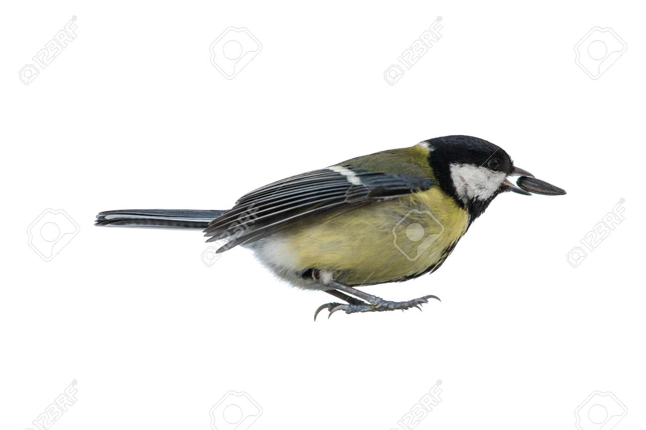 etiam-dictum-ipsum-a-felis