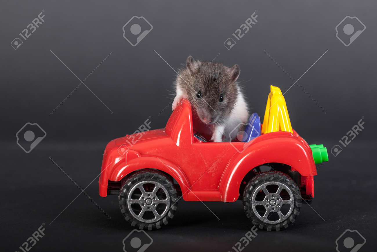 おもちゃの車の上に国産の赤ちゃんネズミ の写真素材 画像素材 Image