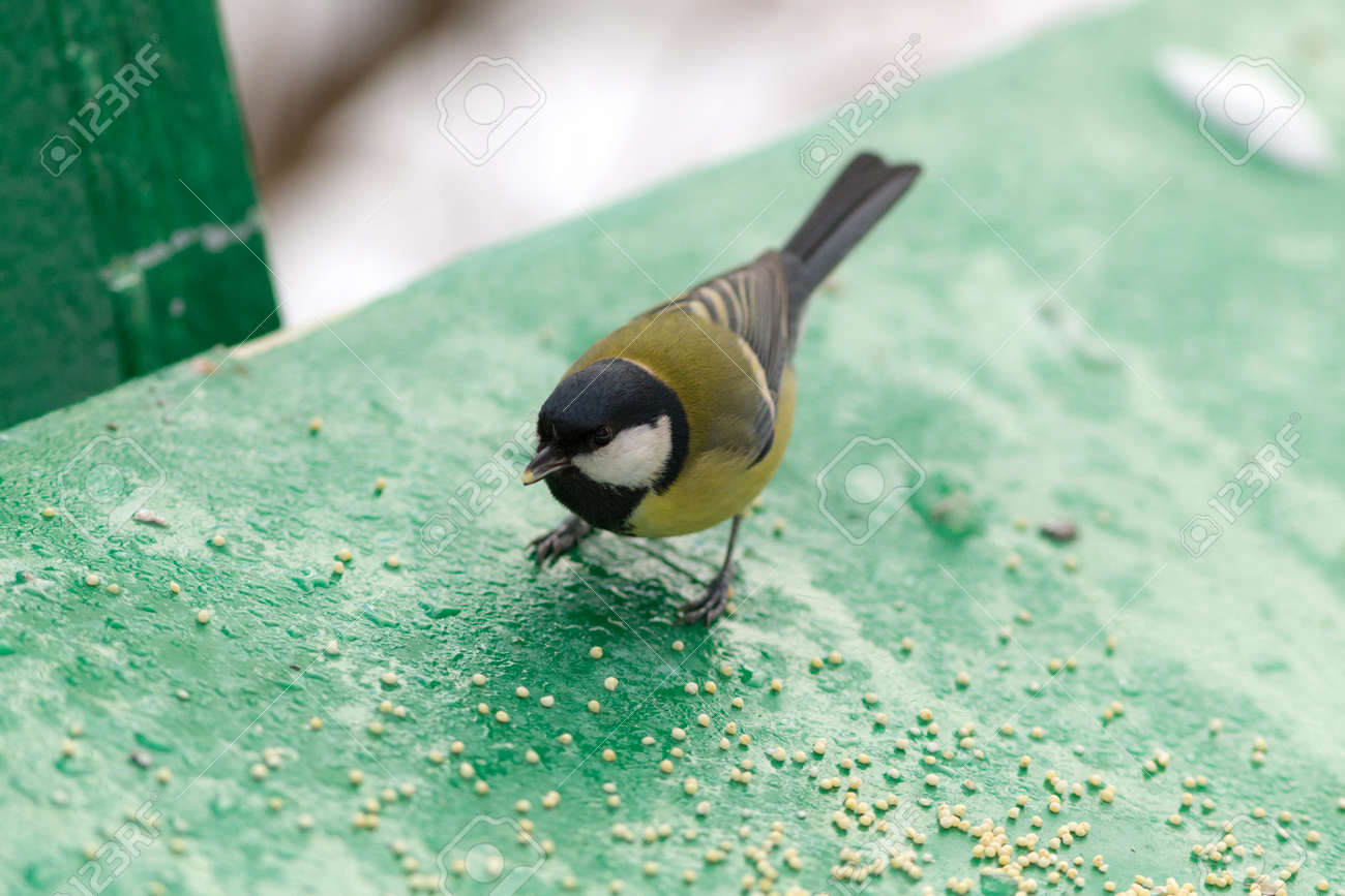 etiam-dictum-ipsum-a-felis