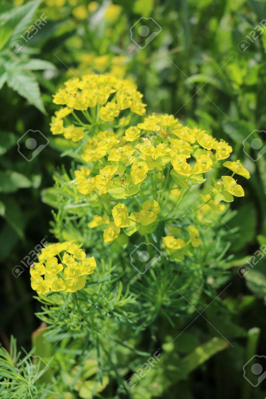 トウダイグサ ユーフォルビア 多年生観葉植物毒 の写真素材 画像素材 Image トウダイグサ ユーフォルビア 多年生観葉植物毒 の写真素材 画像素材 Image