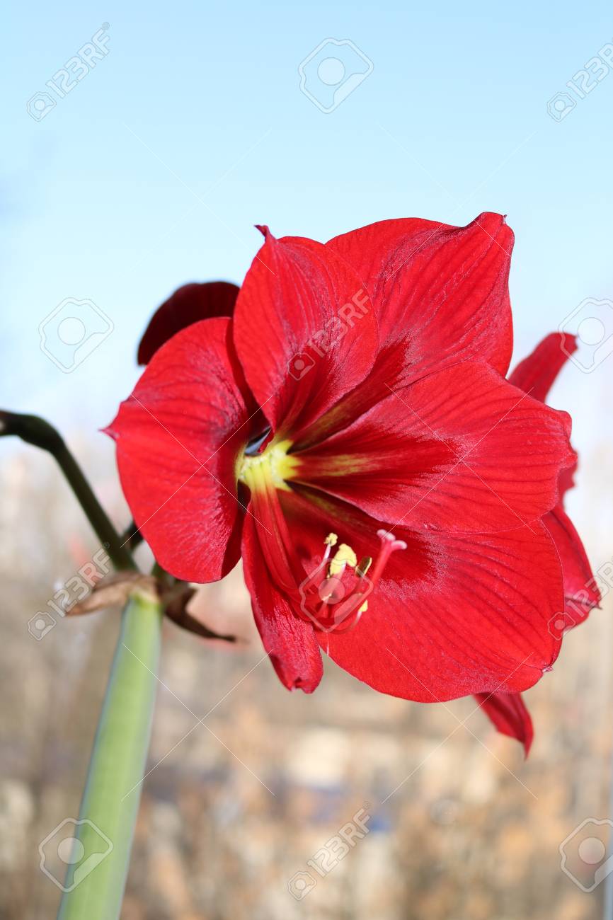 赤いアマリリス 長い葉を持つ観葉植物を開花 の写真素材 画像素材 Image