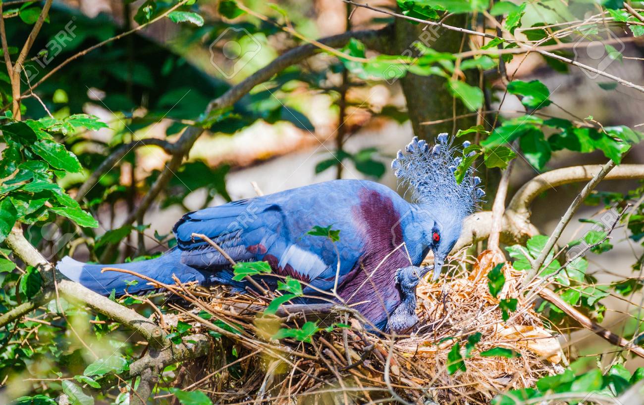 Blue Peacock With Baby On Tree Pheasant Stock Photo Picture And Royalty Free Image Image
