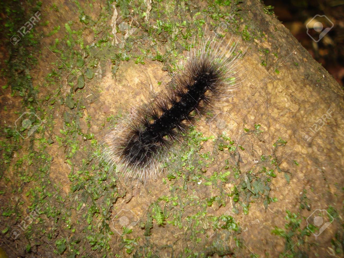 木の上の黒の毛虫 の写真素材 画像素材 Image