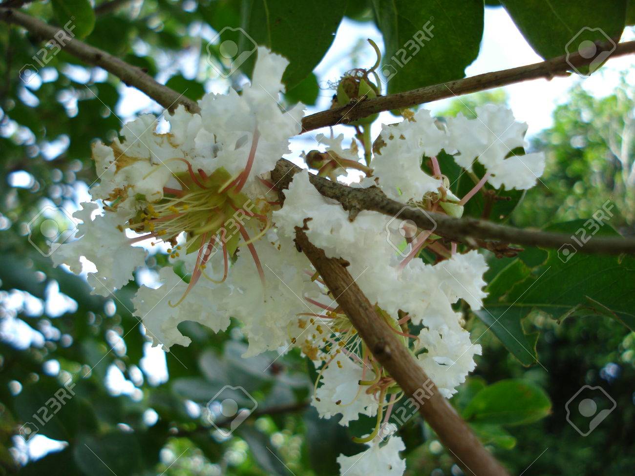 Exotic White Flowers In Lacandon Jungle In Chiapas Mexico Stock Photo Picture And Royalty Free Image Image 40861427