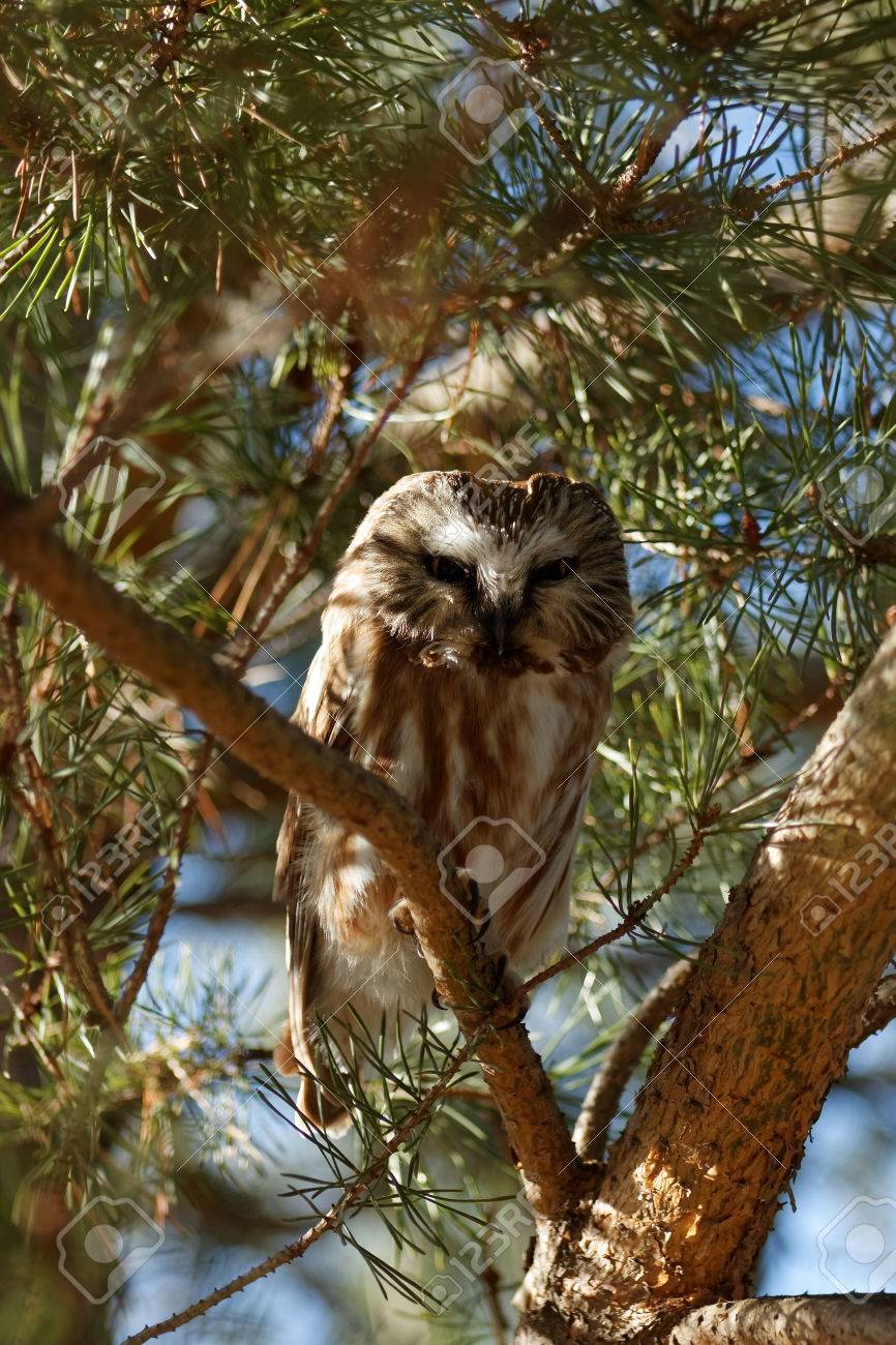 a curious northern saw whet owl is perched in an evergreen tree