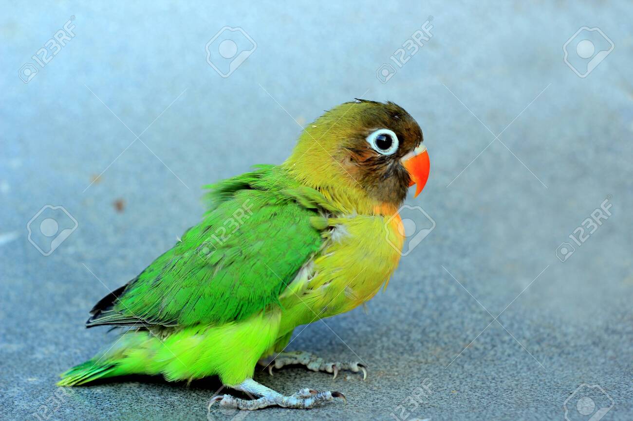 Baby yellow lovebird — Stock Photo © coffmancmu #65512815, image size:1300x866