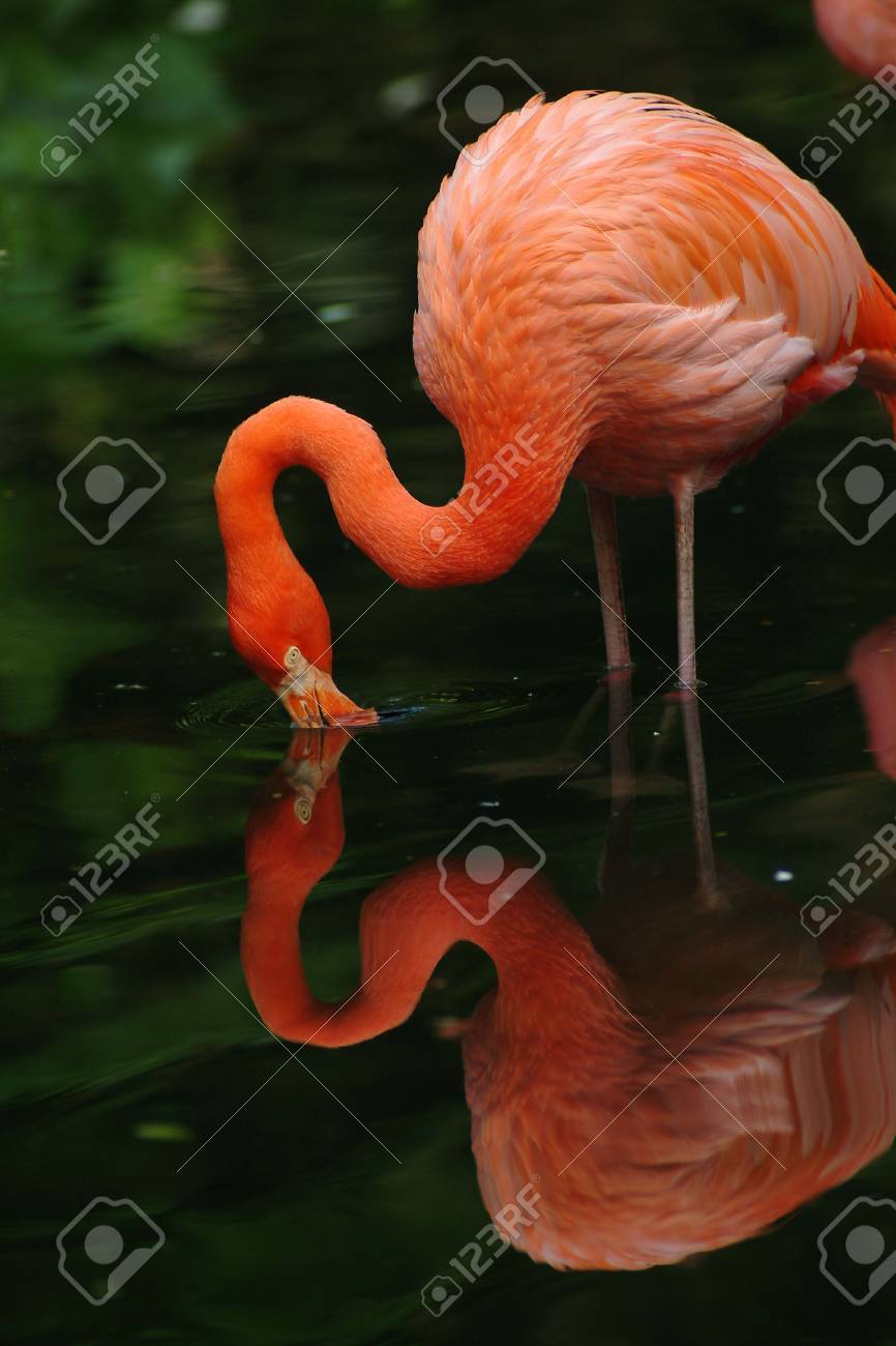 商店 フラミンゴセット フラミンゴプレートとフラミンゴ塩コショウシェイカー付き Cougaropen Com