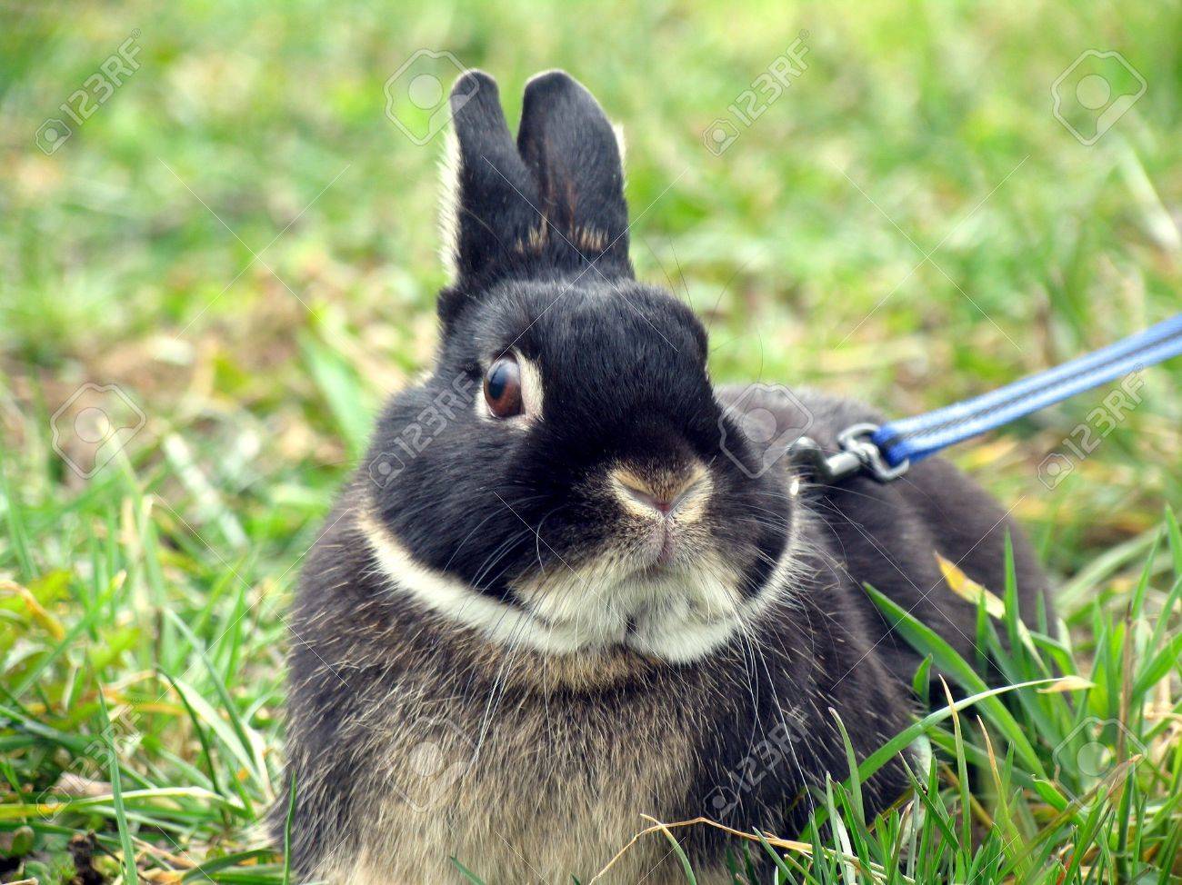 小さなウサギ ネザーランド ドワーフ ペットのウサギ は草の上 の写真素材 画像素材 Image