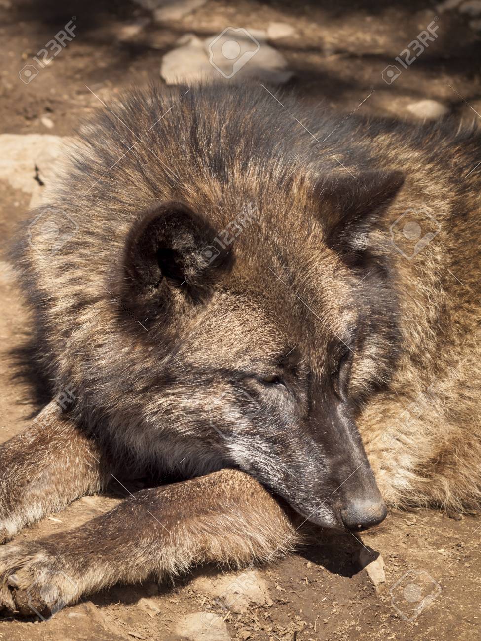 etiam-dictum-ipsum-a-felis