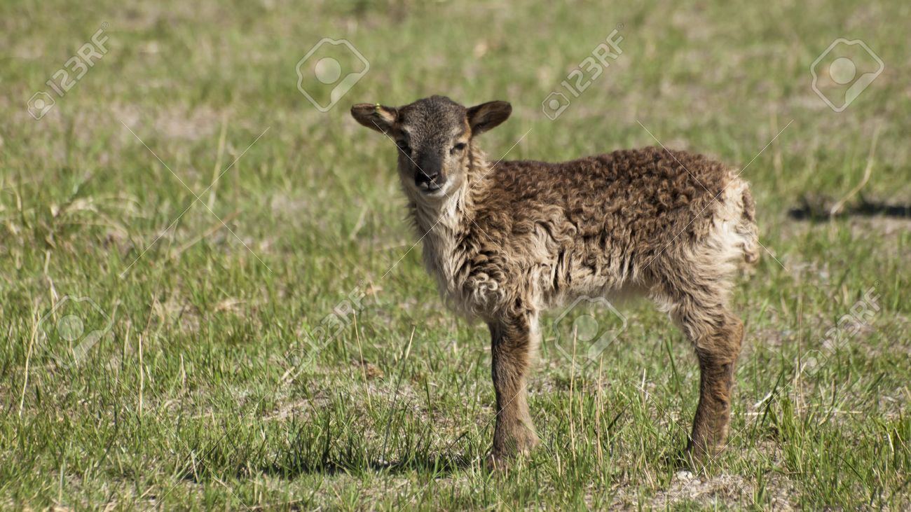 ソーエイヒツジは島の Soay セント キルダ群島に野生のヒツジの人口から降りての国内ヒツジの原始的な品種です の写真素材 画像素材 Image
