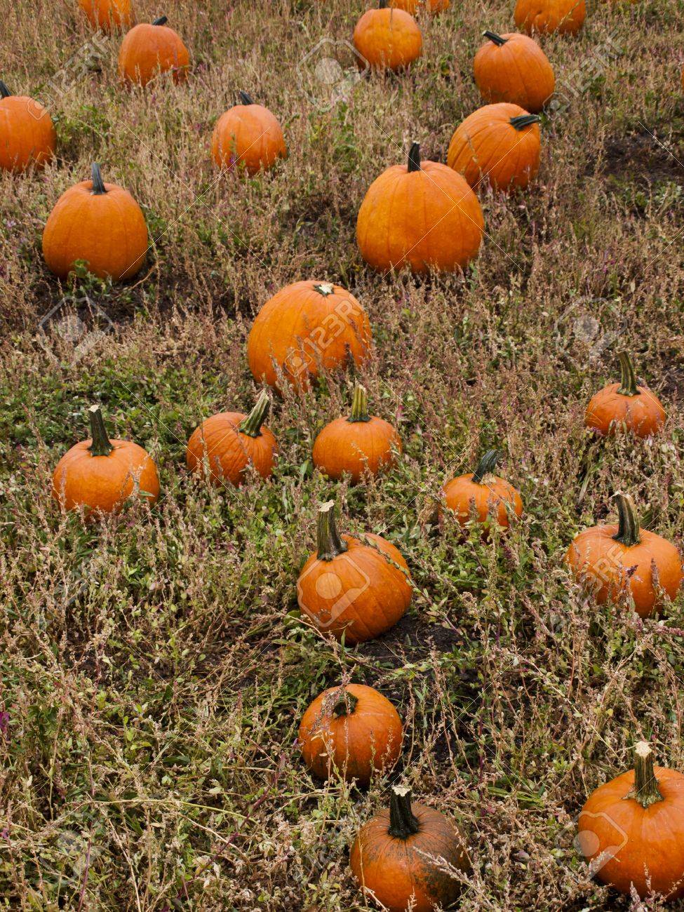 Pumpkins ready for harvesting on farm field in Autumn. Stock Photo - 15864874