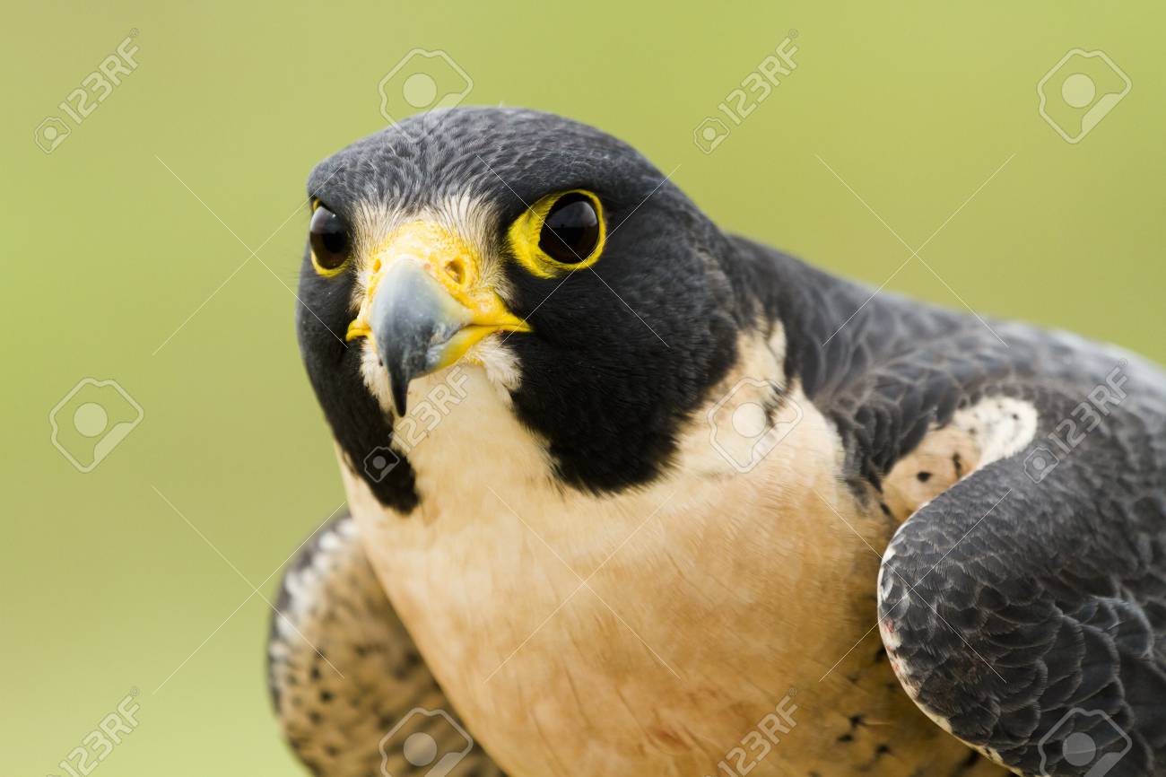 Primo Piano Del Falco Pellegrino In Cattività