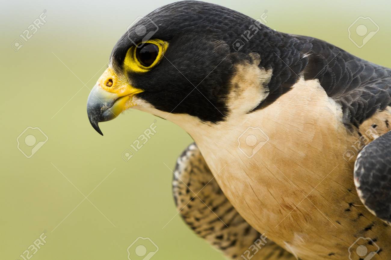 Primo Piano Del Falco Pellegrino In Cattività
