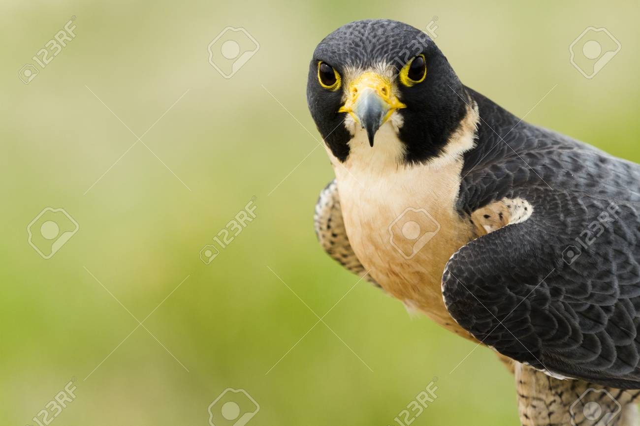 Primo Piano Del Falco Pellegrino In Cattività