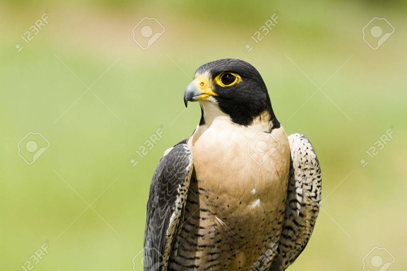 Primo Piano Del Falco Pellegrino In Cattività