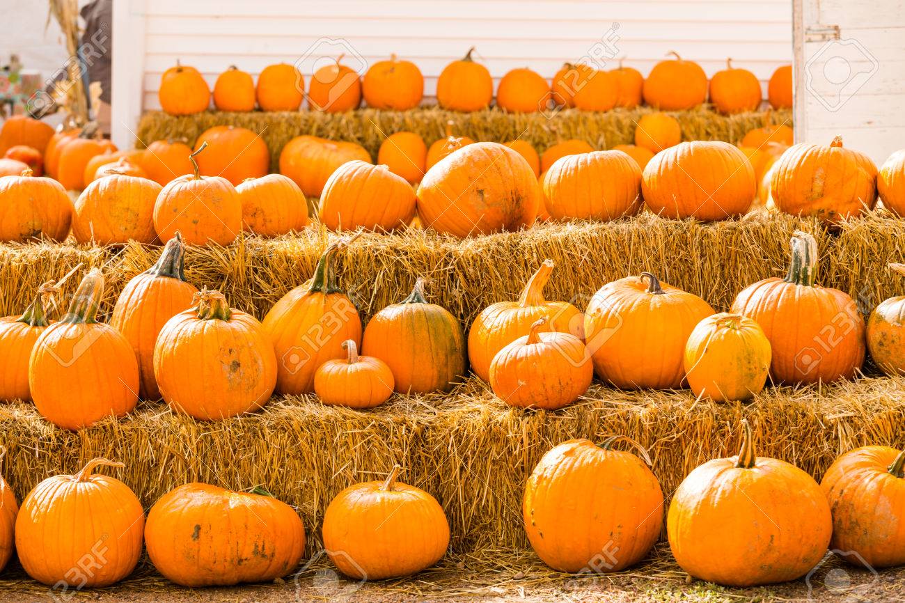 Pumpkin patch on sunny Autumn day. - 32523791 Pumpkin patch on sunny Autumn day. - 32523791