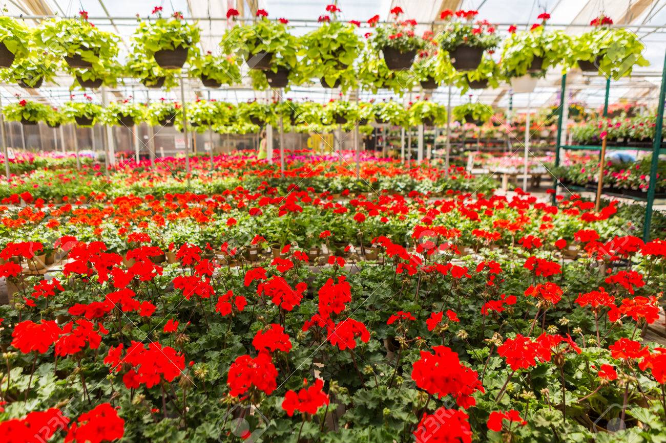 Fulle Von Bunten Blumen Im Gartencenter Im Fruhsommer Lizenzfreie Fotos Bilder Und Stock Fotografie Image 60009435