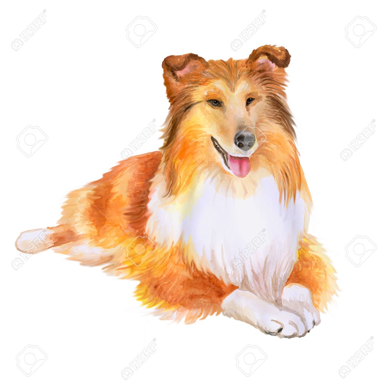 red sheltie