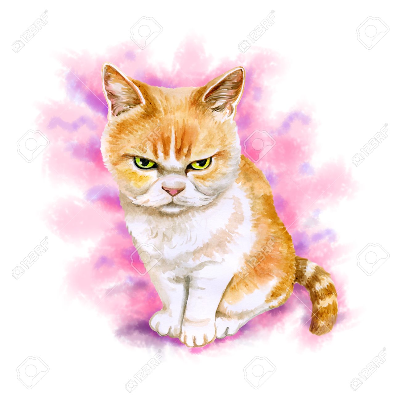 ピンクの背景に分離されたスコティッシュフォールド怒っている猫の水彩画の肖像画 手描き下ろし詳細な甘い家のペット 現実的な外観の明るい色 グリーティング カード デザイン クリップアートします テキストを追加します の写真素材 画像素材 Image ピンクの背景に分離されたスコティッシュフォールド怒っている猫の水彩画の肖像画 手描き下ろし詳細な甘い家のペット 現実的な外観の明るい色 グリーティング カード デザイン クリップアートします テキストを追加します の写真素材 画像素材 Image
