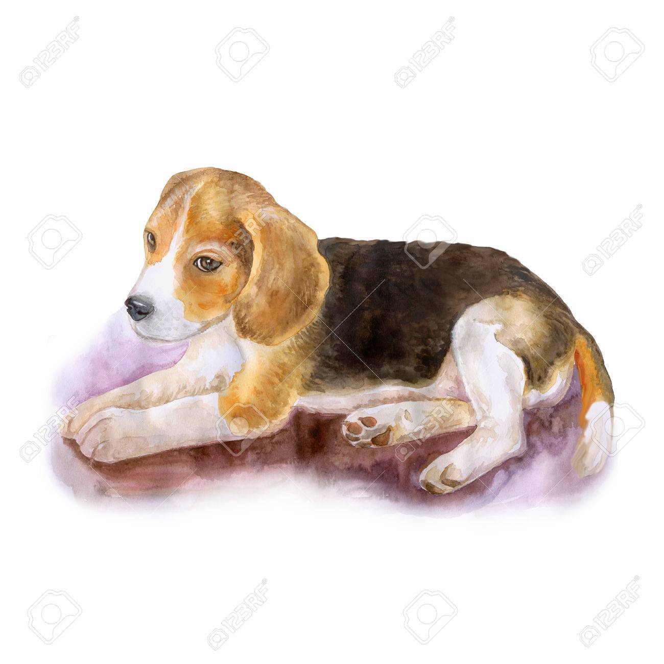 人気のある英語ビーグル犬白い背景で隔離の水彩画の肖像画 手描きの甘いホーム ペット グリーティング カード デザイン クリップアートします あなたのテキストを追加します 三色 白と黒または茶色 スヌーピー の写真素材 画像素材 Image 人気のある英語ビーグル犬白い背景で隔離の水彩画の肖像画 手描きの甘いホーム ペット グリーティング カード デザイン クリップアートします あなたのテキストを追加します 三色 白と黒または茶色 スヌーピー の写真素材 画像素材 Image