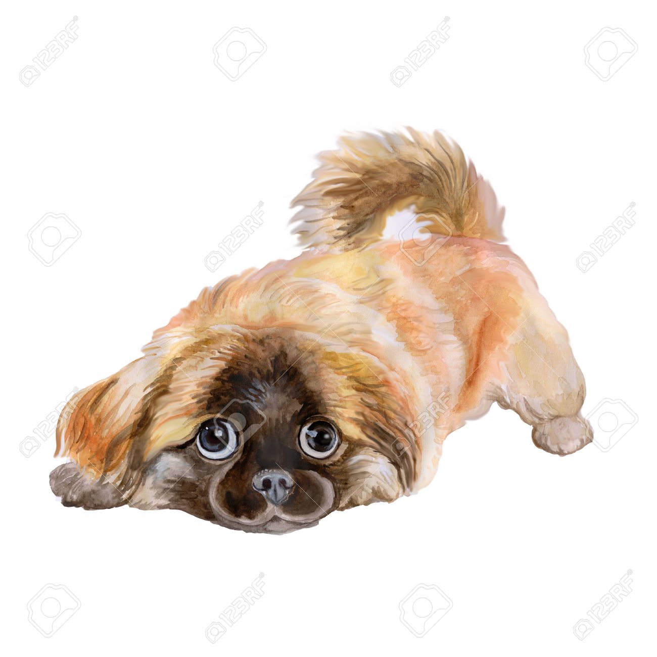 赤いペキニーズ中国の犬 ライオン犬 北京ライオン犬 Pelchie 犬 または Peke 白い背景で隔離の水彩画の肖像画 手描きの現実的な外観 グリーティング カード デザイン クリップアートします テキストを追加します の写真素材 画像素材 Image 赤いペキニーズ中国の犬 ライオン犬 北京ライオン犬 Pelchie 犬 または Peke 白い背景で隔離の水彩画の肖像画 手描きの現実的な外観 グリーティング カード デザイン クリップアートします テキストを追加します の写真素材 画像素材 Image