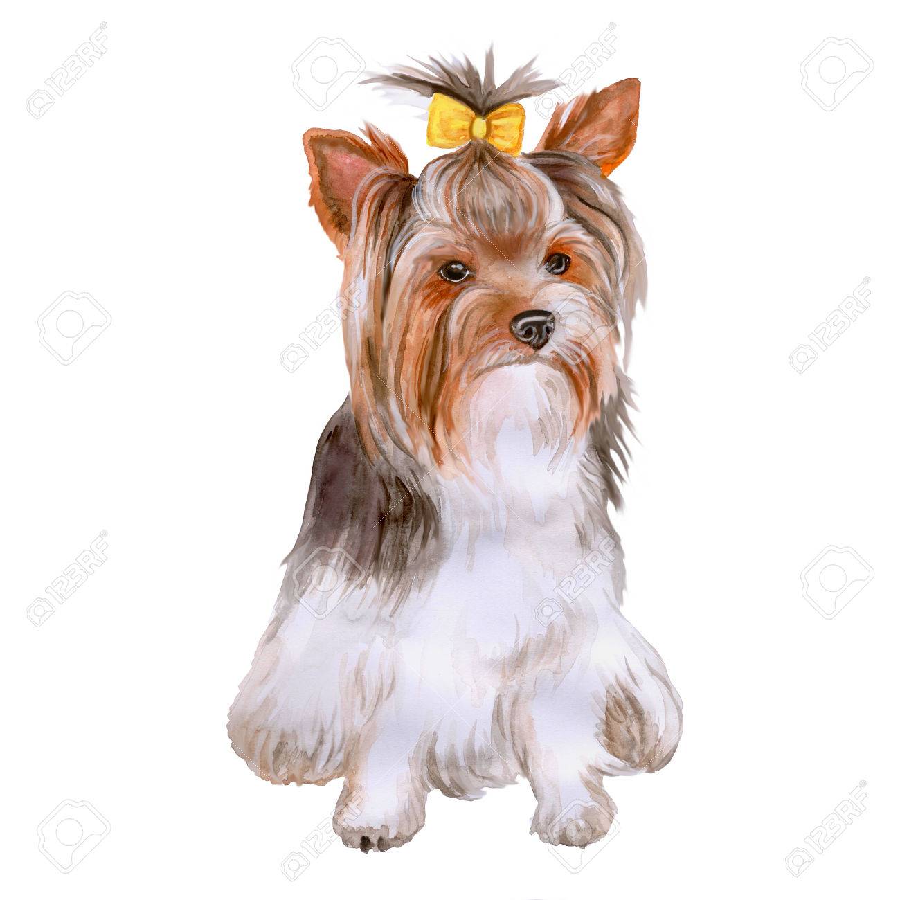 Portrait Daquarelle De Chien Yorkshire De Race Terrier Yorkshire Isolé Sur Fond Blanc Hand Drawn Animal Doux Des Couleurs Vives Aspect Réaliste