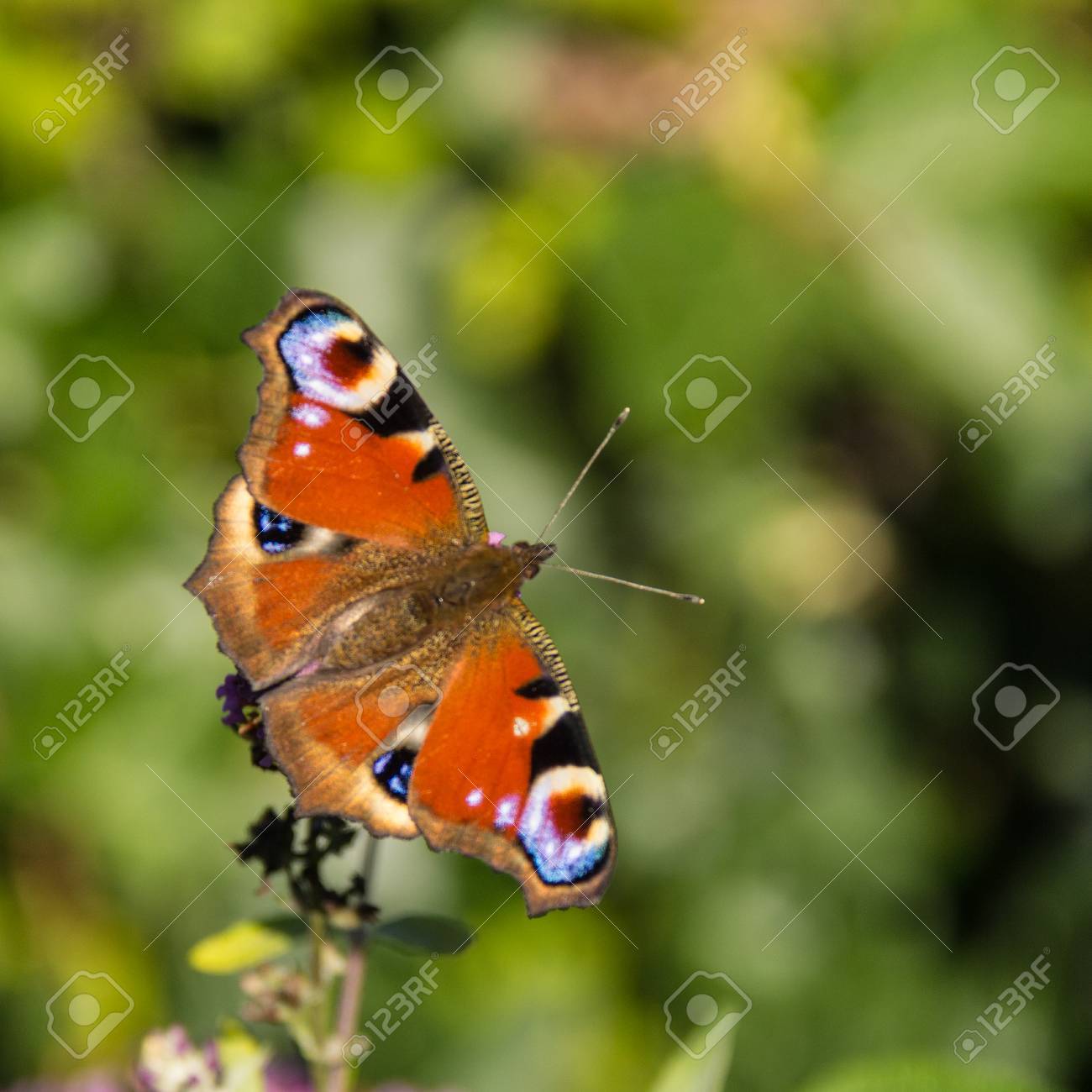 etiam-dictum-ipsum-a-felis