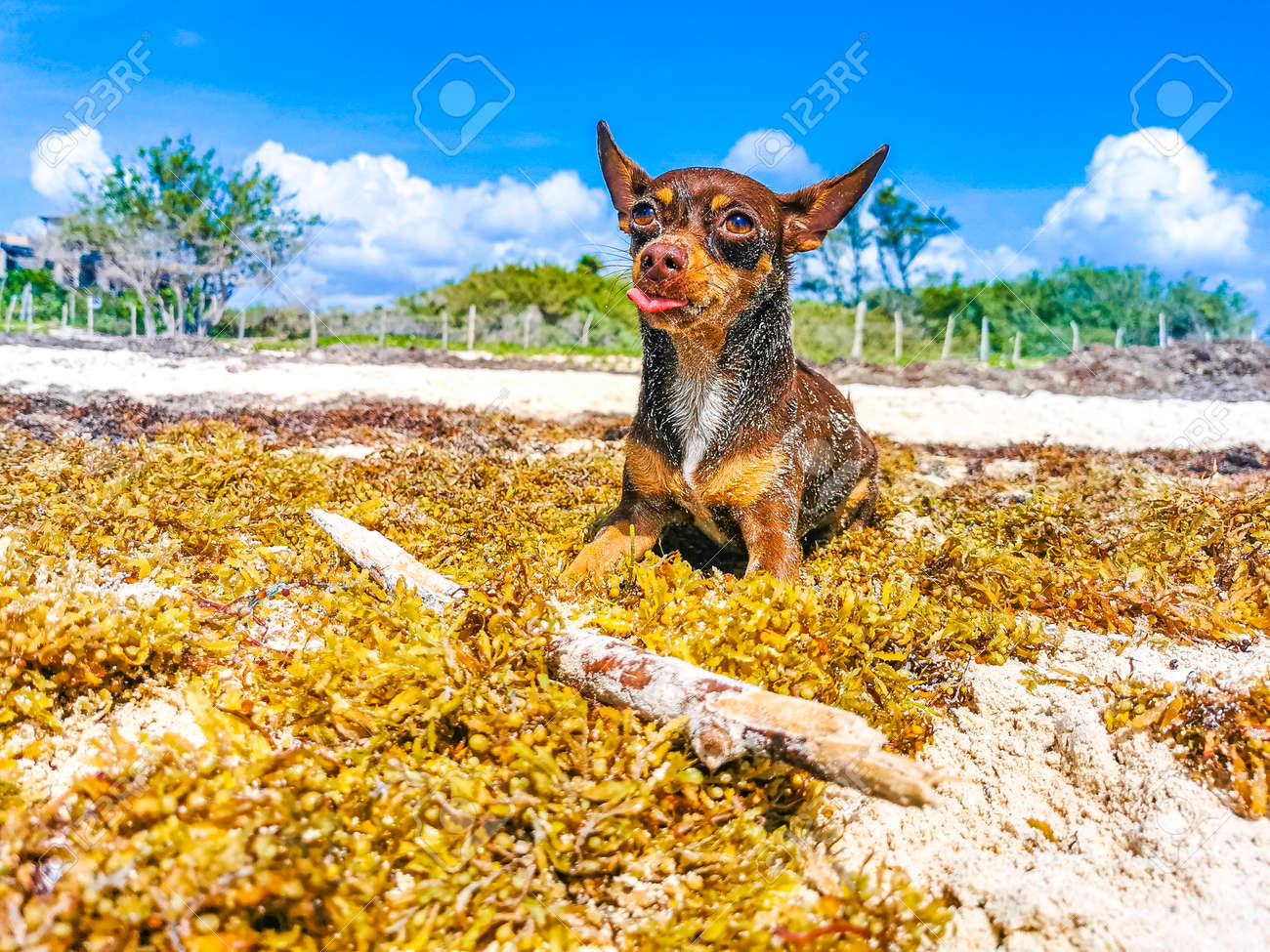 mexican beach dog