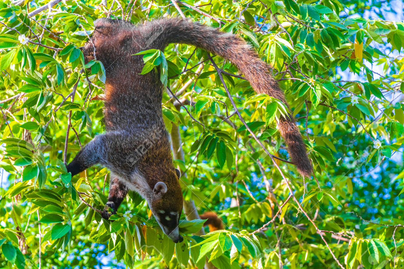 Coati Coatis Grimpe Aux Arbres Et Aux Branches Et Mange Et Recherche Des  Fruits Dans La Jungle Tropicale À Playa Del Carmen Quintana Roo Mexique.  Banque D'Images et Photos Libres De Droits.