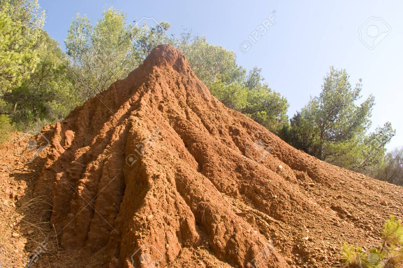 Vew Of A Big Anthill, Italy Stock Photo, Picture And Royalty Free Image. Image 85073821.