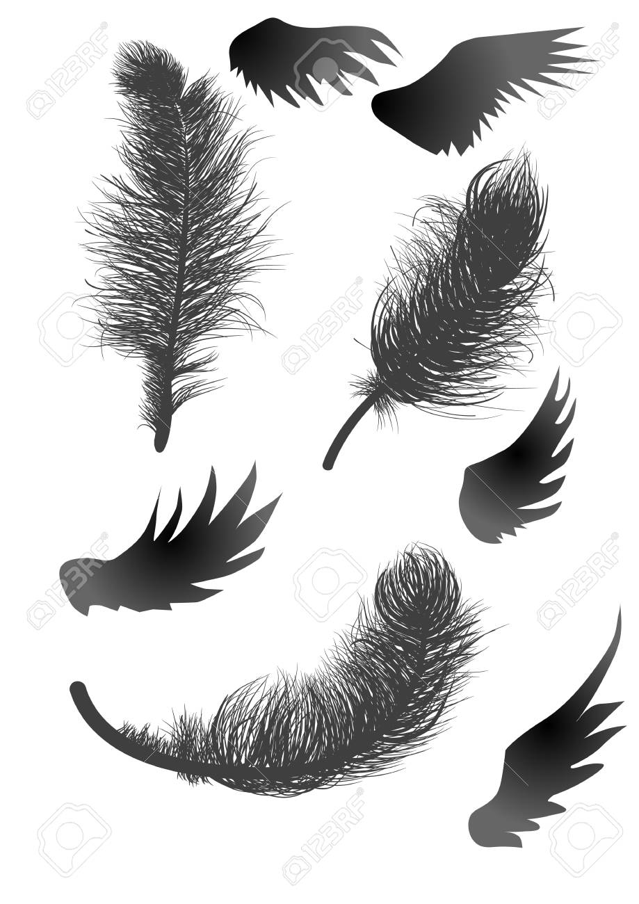 黒い羽と翼の白で隔離 のイラスト素材 ベクタ Image