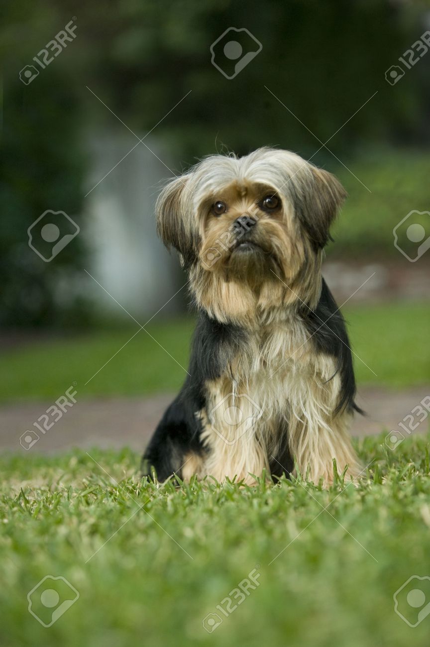 pekingese terrier mix