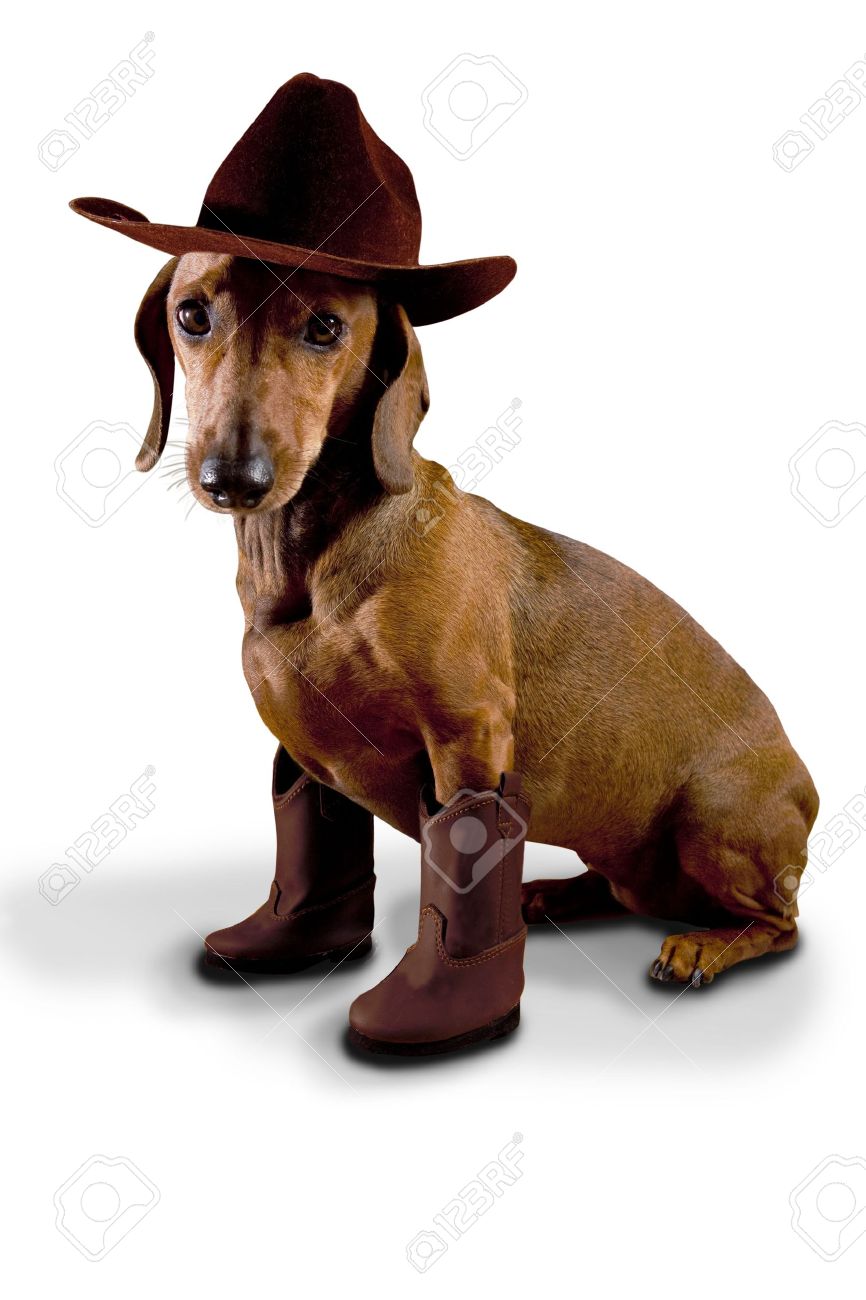 cowboy dog hat