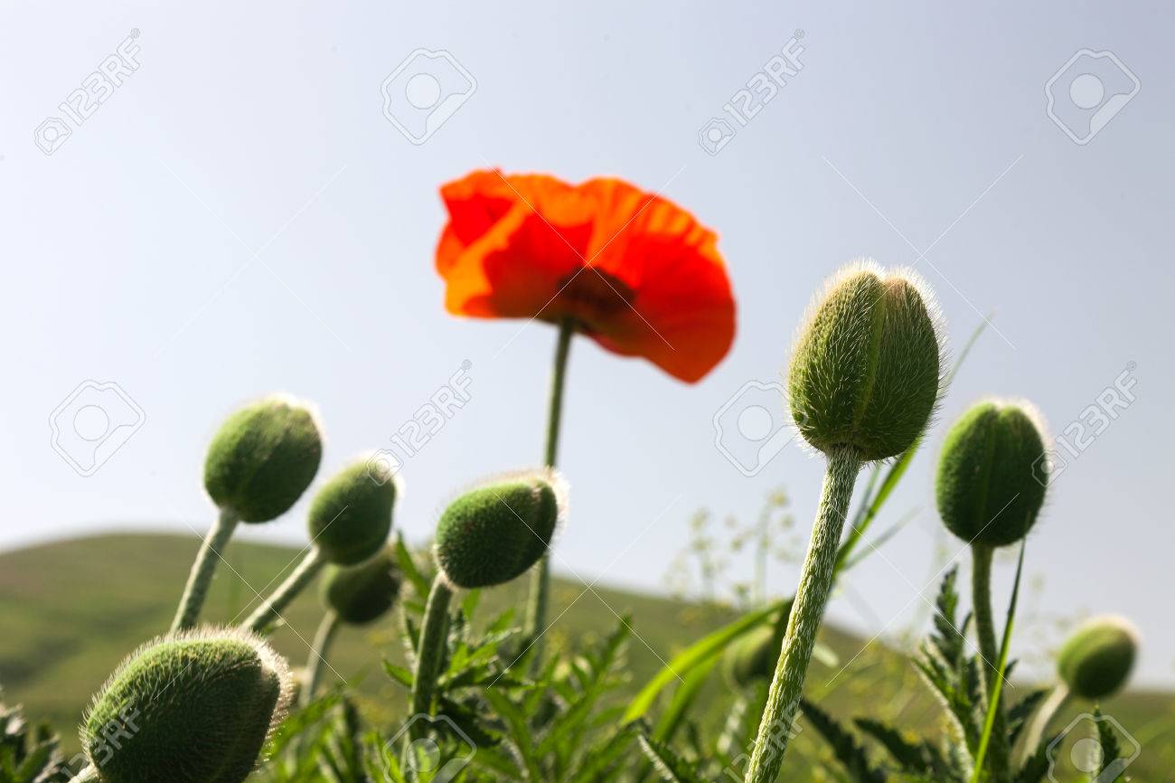 Eine Familie Von Grunen Mohnknospen Und Eine Rote Verschwommen Mohnblume Auf Dem Feld Hintergrund Lizenzfreie Fotos Bilder Und Stock Fotografie Image 51072986