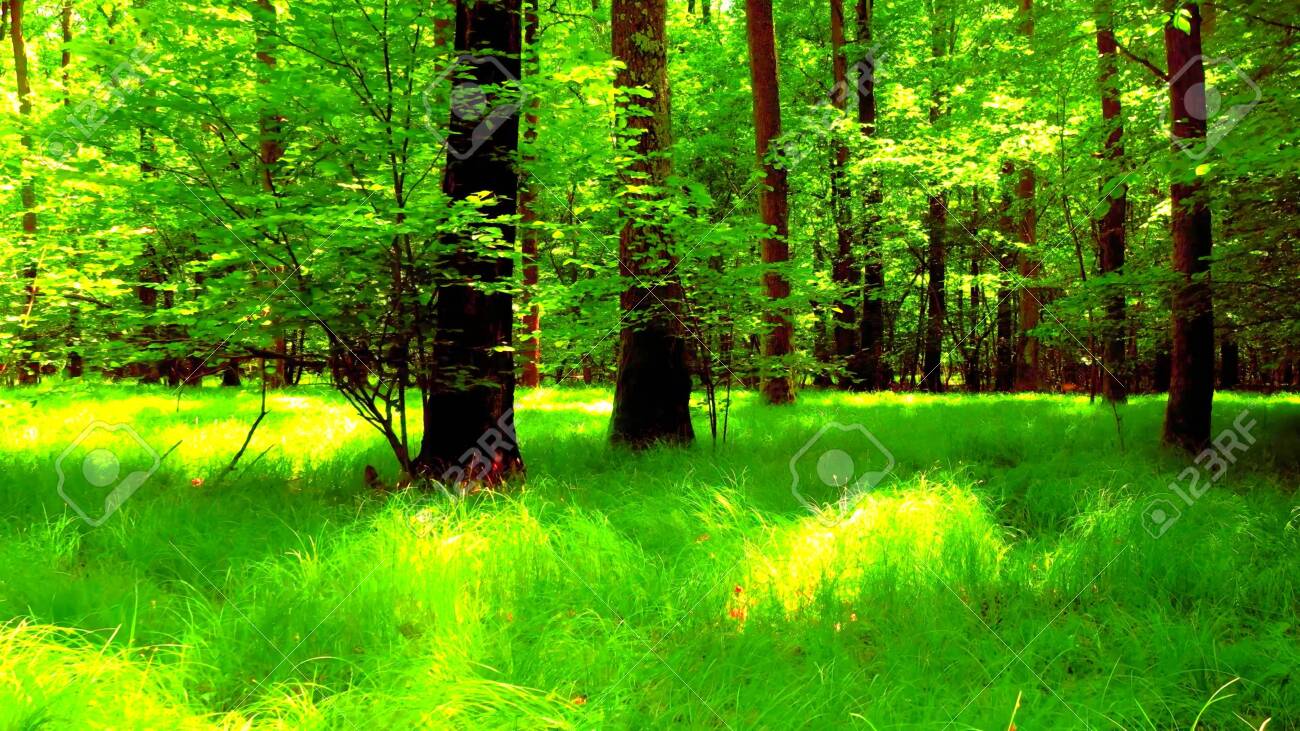 A woods during the spring, a beautiful natural and quiet scene - 143168751 A woods during the spring, a beautiful natural and quiet scene - 143168751