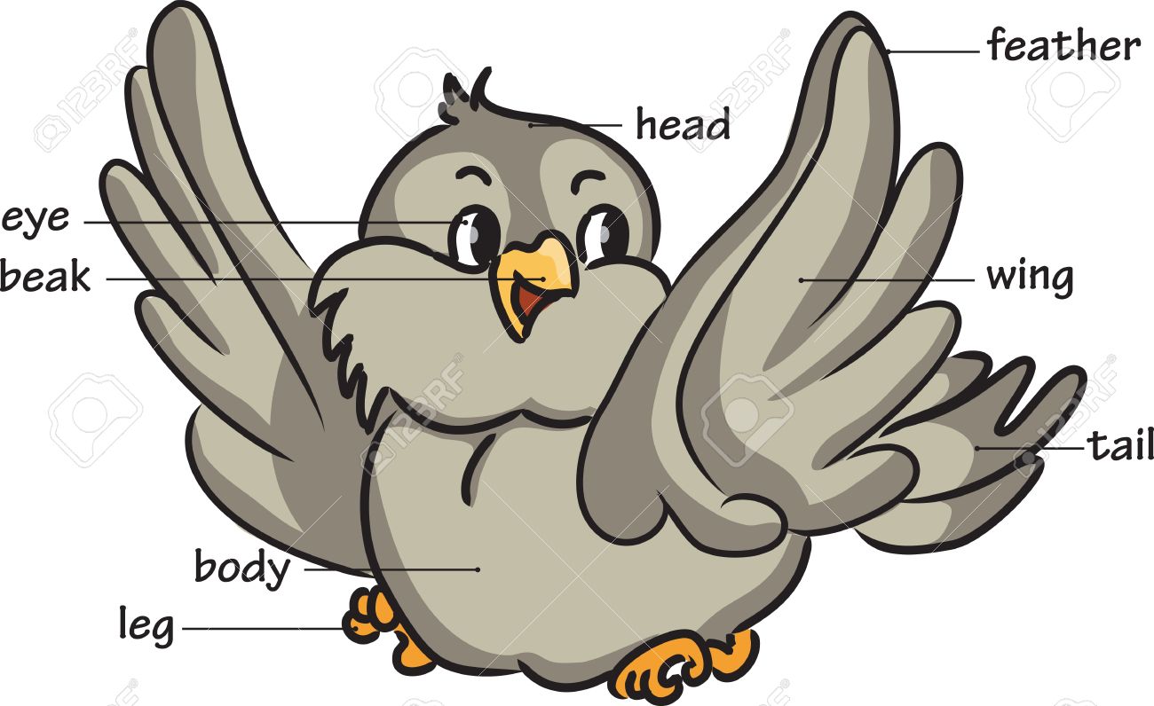 cartoon bird vocabulary of body parts royalty free cliparts