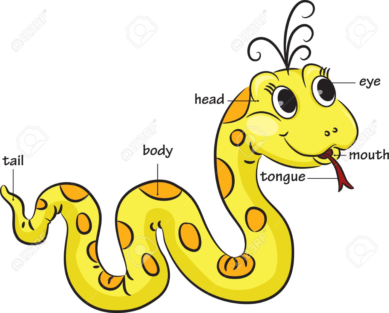 面白い漫画蛇の体の部分の語彙 のイラスト素材 ベクタ Image 15439570