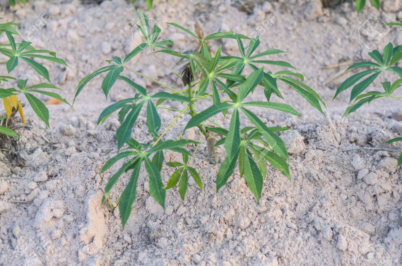 Cassava Baumchen Auf Holprigen Boden Maniok Pflanzen Thailand Lizenzfreie Fotos Bilder Und Stock Fotografie Image 28015235