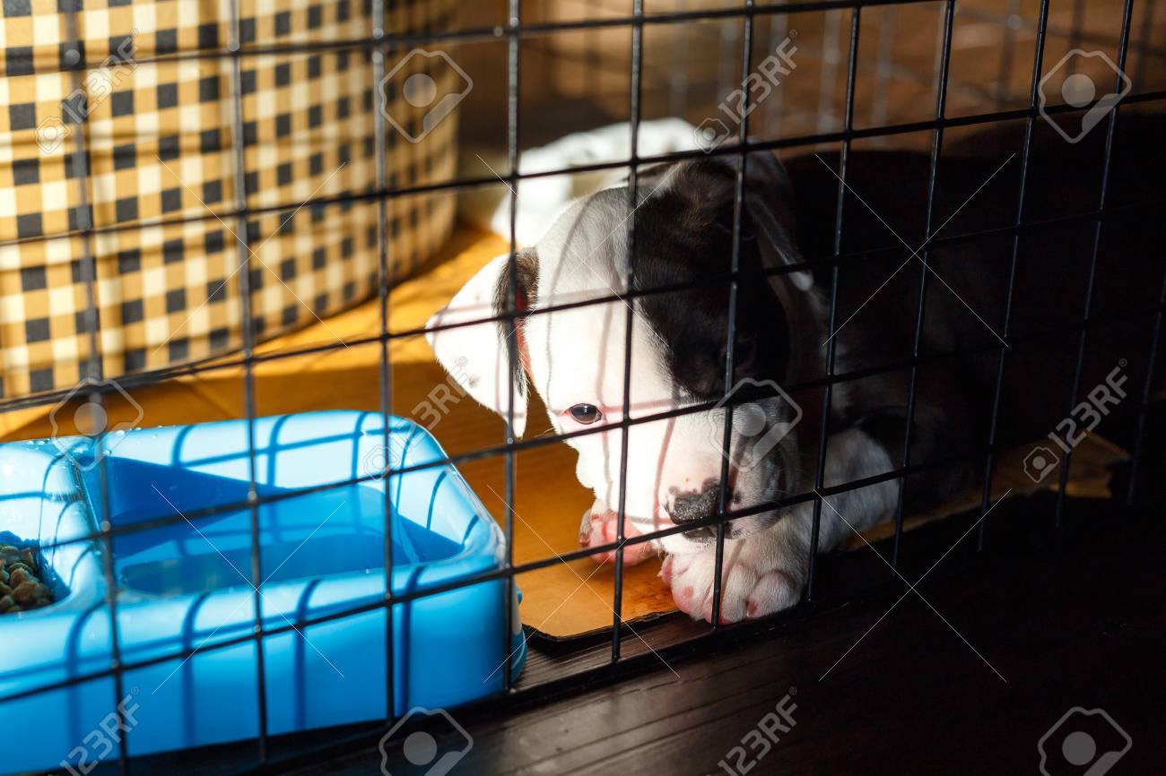 american bully cage
