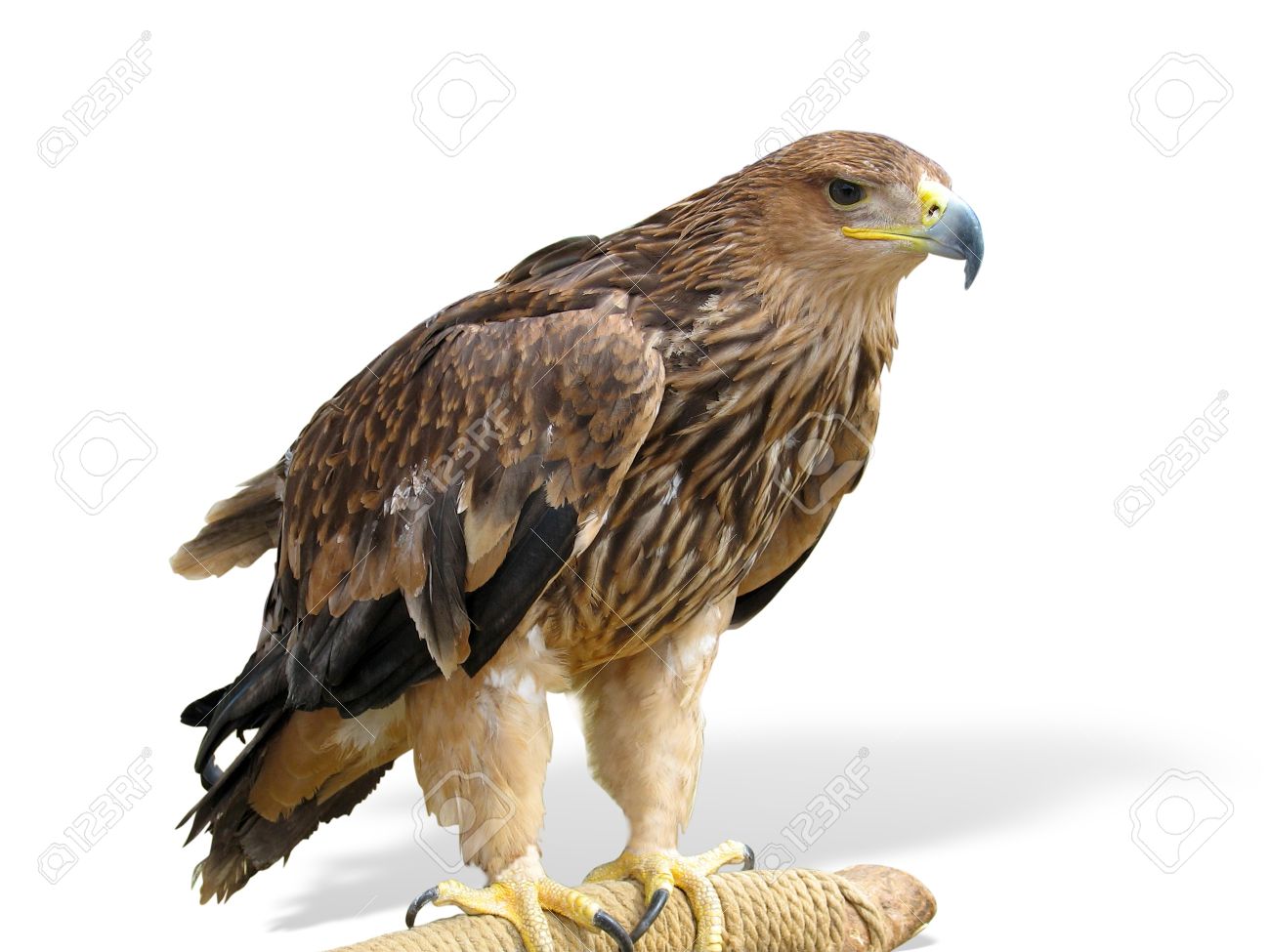 head shot of bald eagle stock photos royalty free head shot of bald