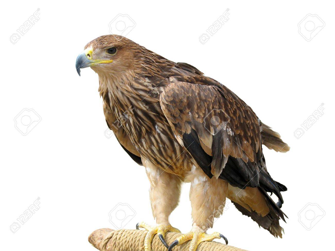 young brown eagle sitting on a support isolated over white