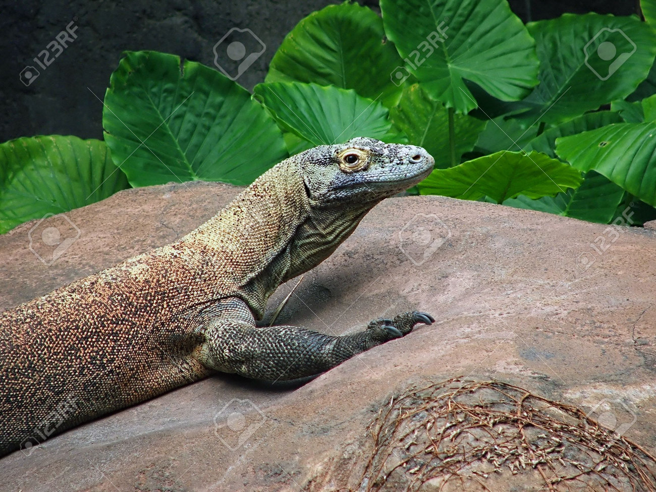 etiam-dictum-ipsum-a-felis