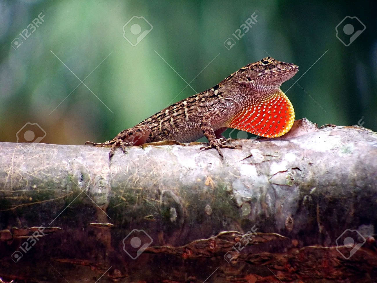 etiam-dictum-ipsum-a-felis