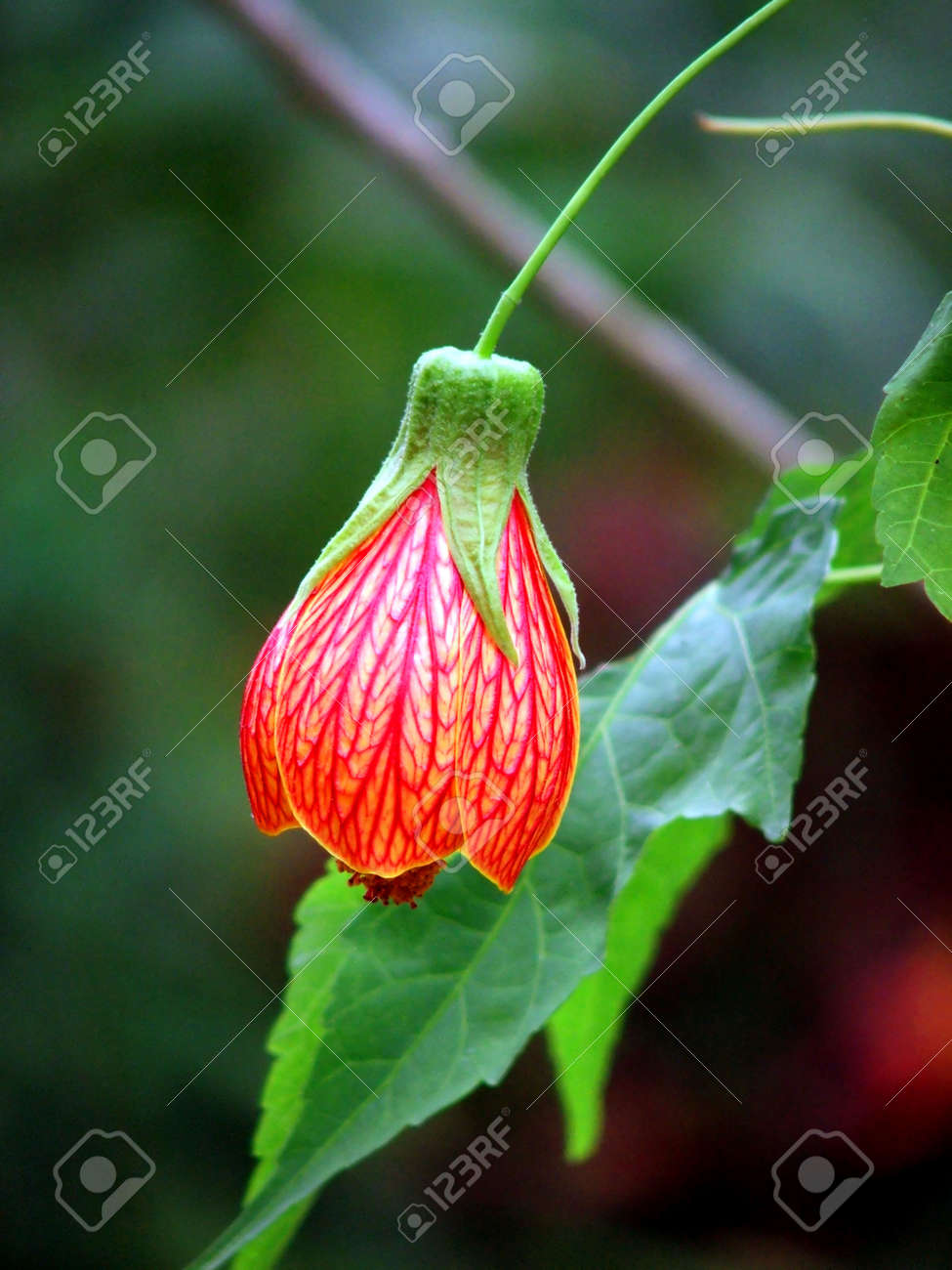 etiam-dictum-ipsum-a-felis