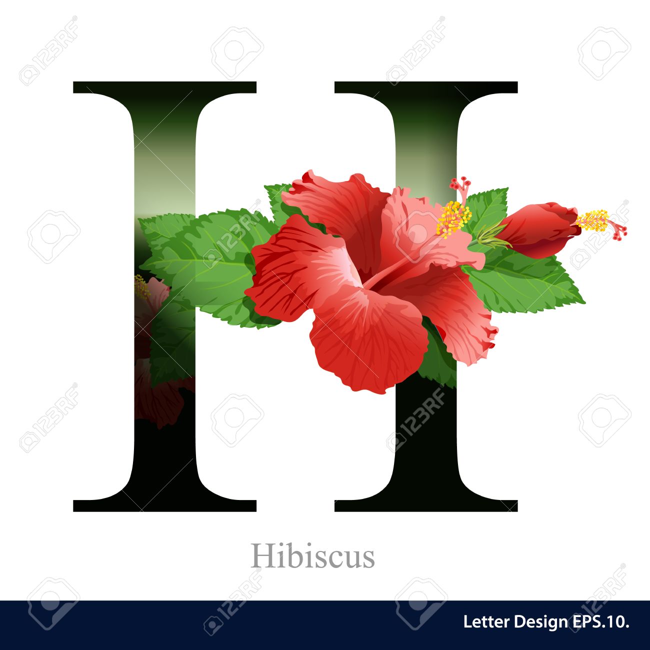 ハイビスカスの花と文字 H ベクトル アルファベット Abc のコンセプト型 タイポグラフィ デザイン のイラスト素材 ベクタ Image