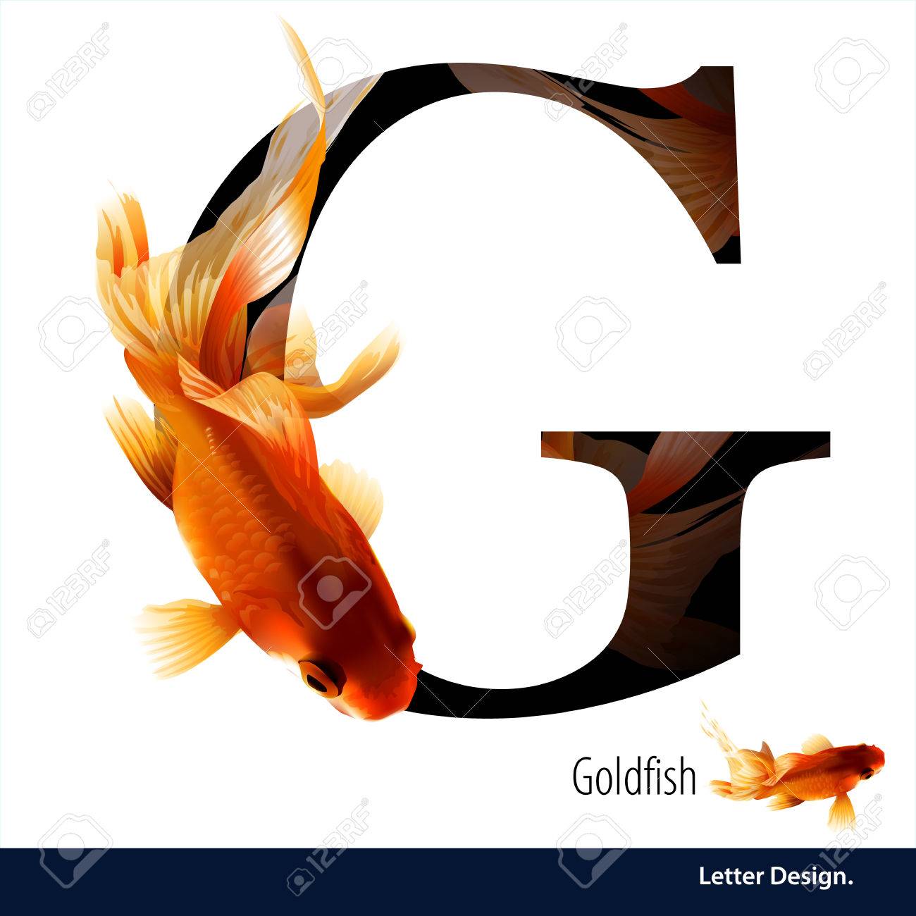 金魚のアルファベットの手紙 G の例 白い背景で動物教育と英語の Abc のイラスト素材 ベクタ Image