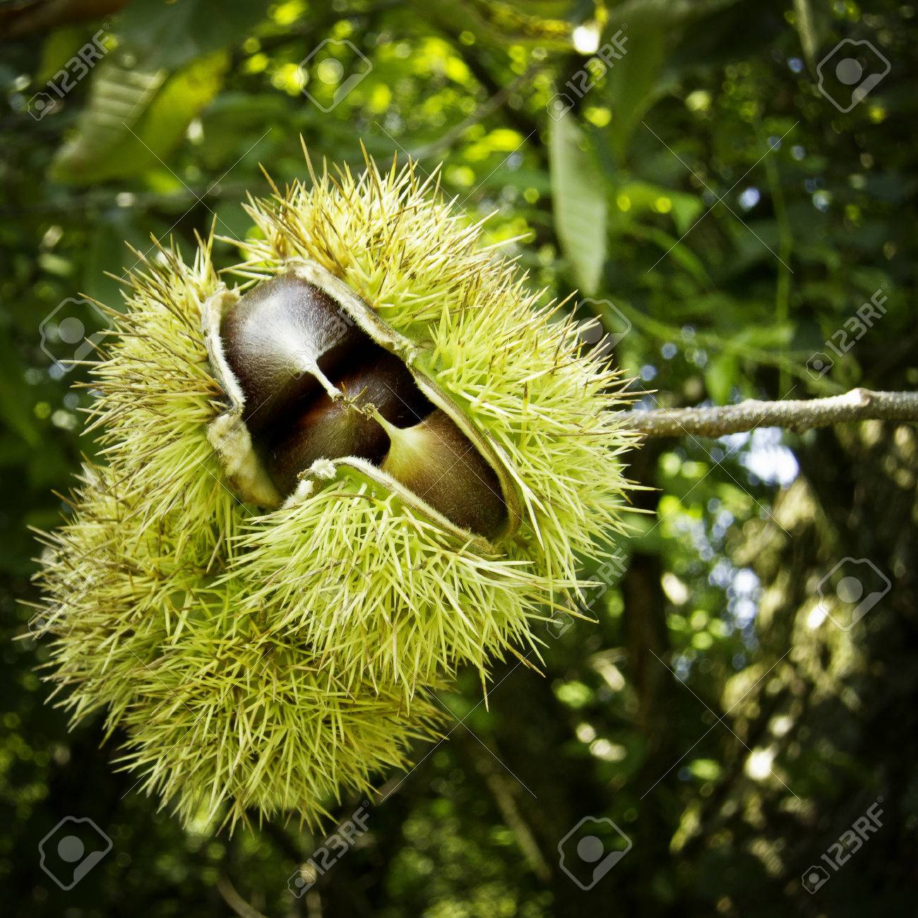 Chestnut Coming Out Of Their Spiky Outer Shell Stock Photo Picture And Royalty Free Image Image 34153141