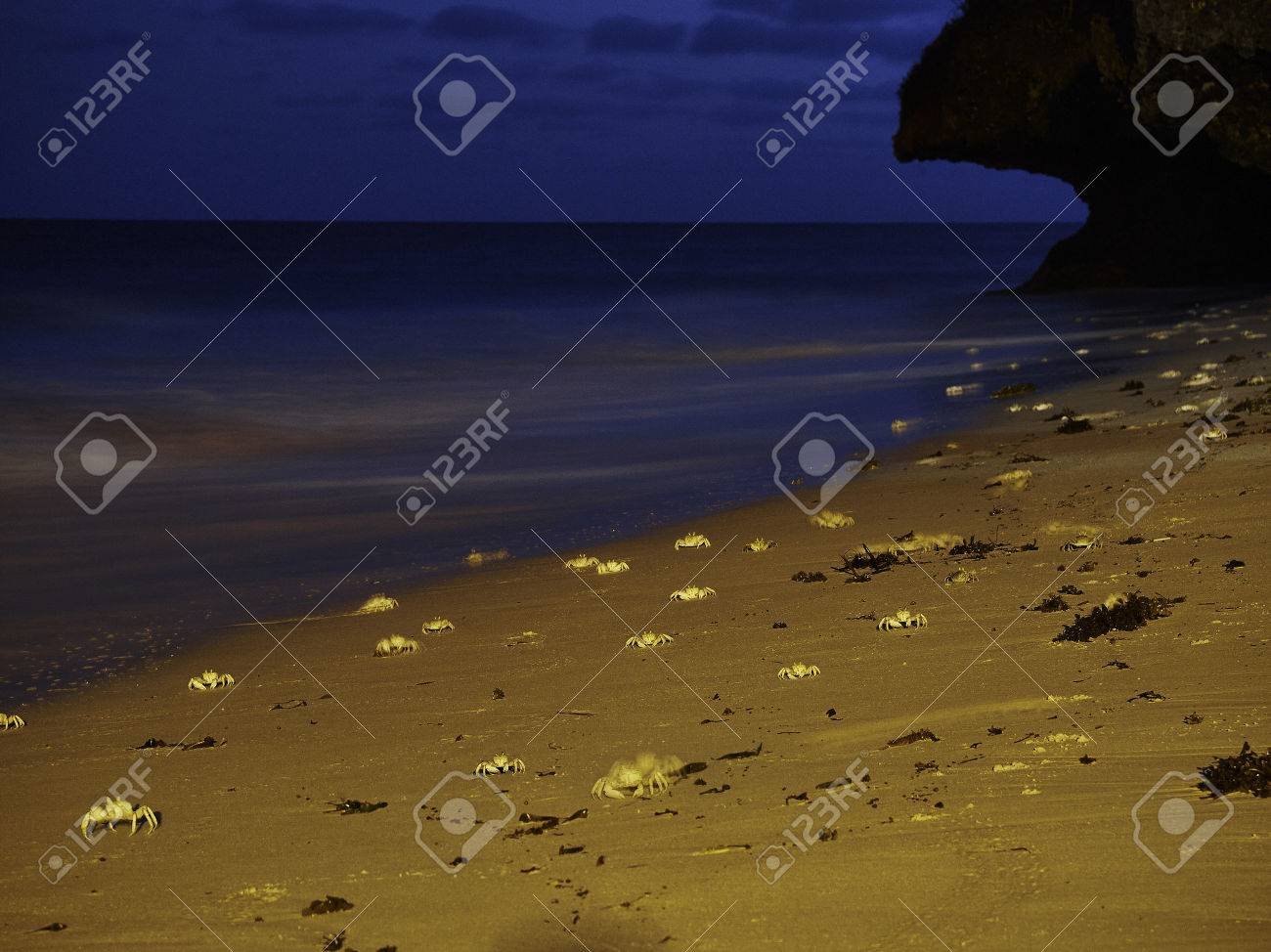 夜の砂浜でカニの写真 の写真素材 画像素材 Image